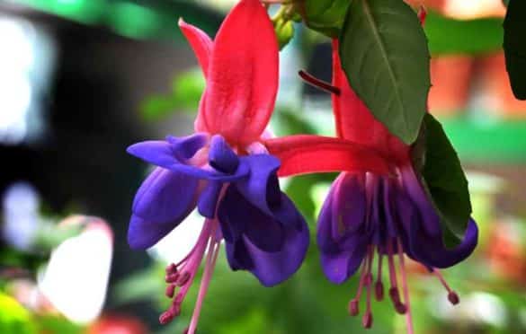 Peut-on garder un fuchsia à l'intérieur ?