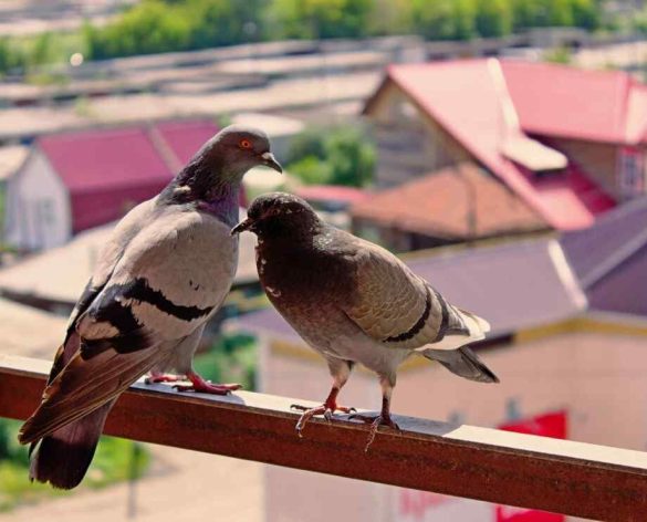 Comment faire fuir les pigeons de votre balcon : Astuces simples et efficaces