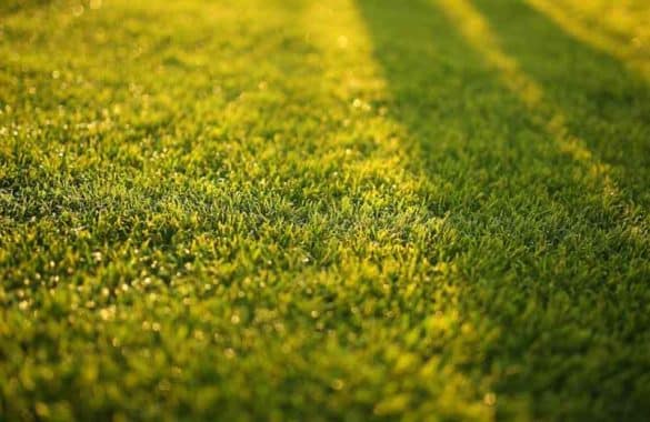 Remède de grand-mère pour enlever la mousse dans la pelouse sans produits chimiques