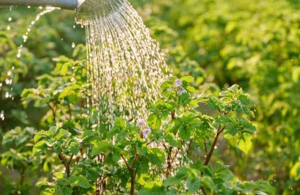 Quelles plantes arroser avec du purin d’ortie ? Liste et précautions à connaître