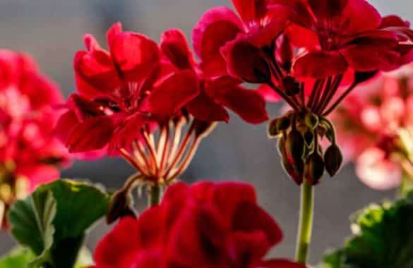 Recette de grand-mère pour avoir de beaux géraniums toute la saison ENOstudio