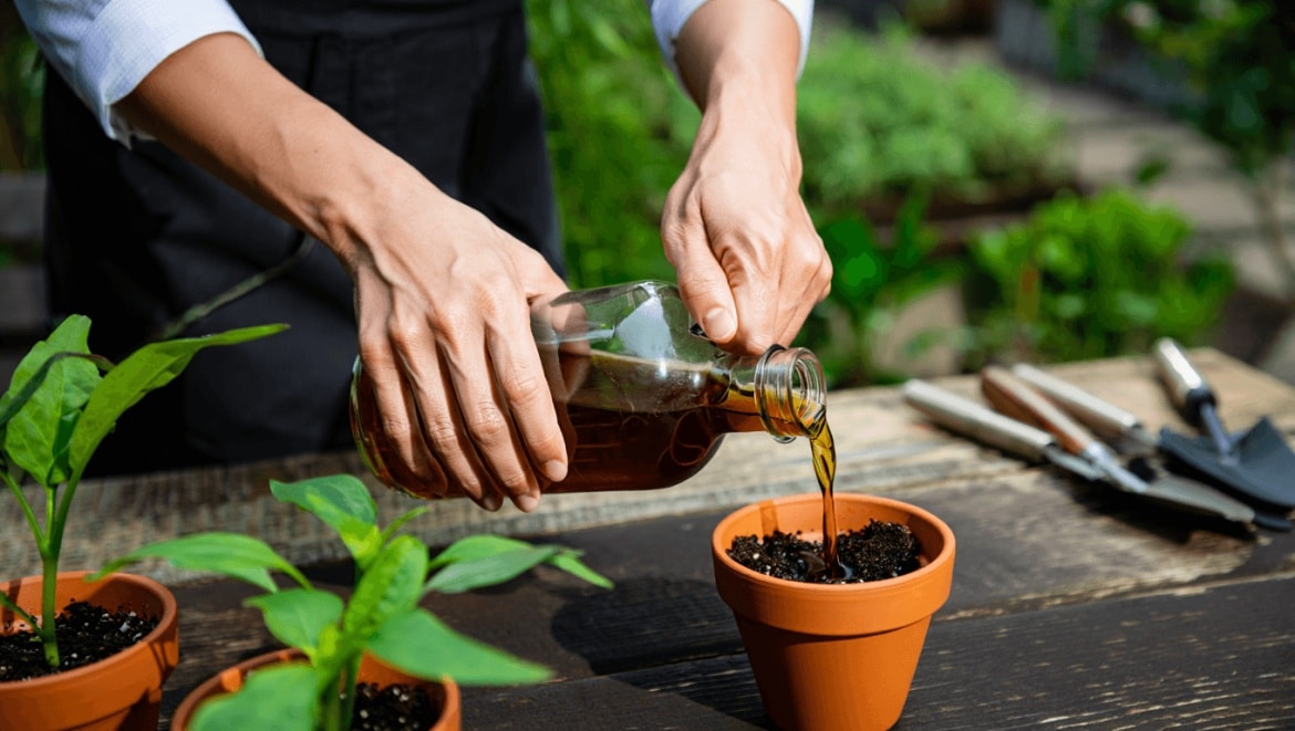 How to Make Compost Tea: pouring compost tea on strawberry plants