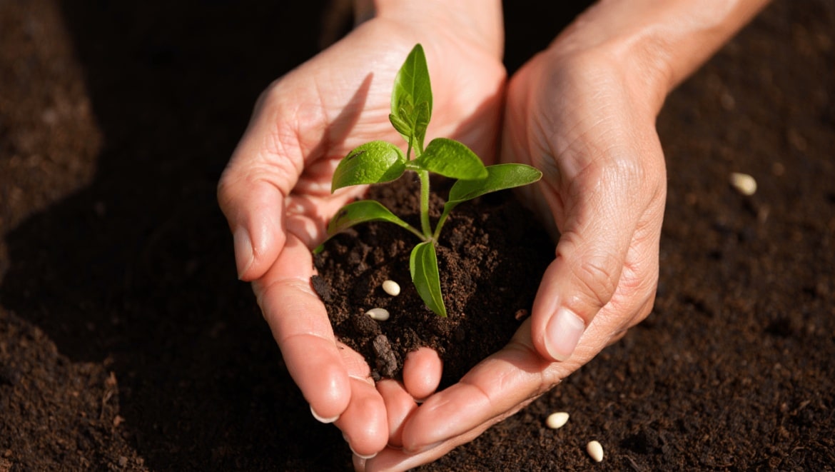 seedlings in seed tray under grow light in living room