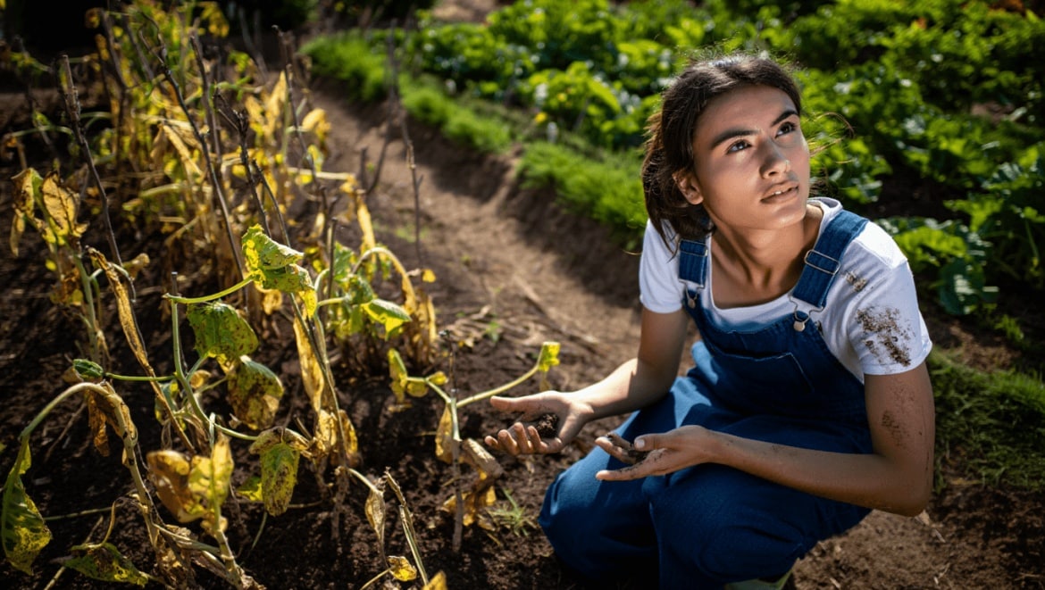 New tomato gardeners tending to potted tomato plant