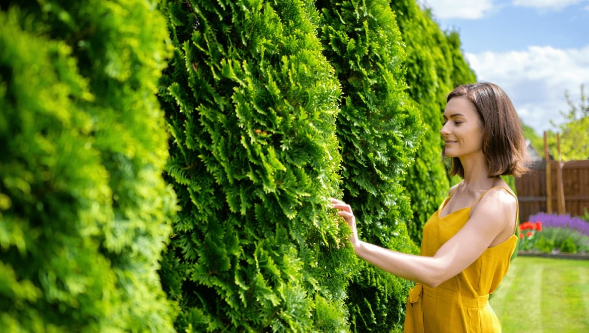 Quelles haies de jardin choisir en fonction de ses besoins ?