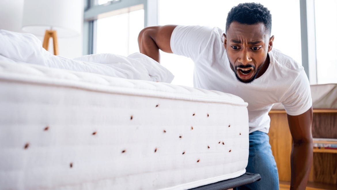 Punaises de lit en location meublée : qui est responsable ?