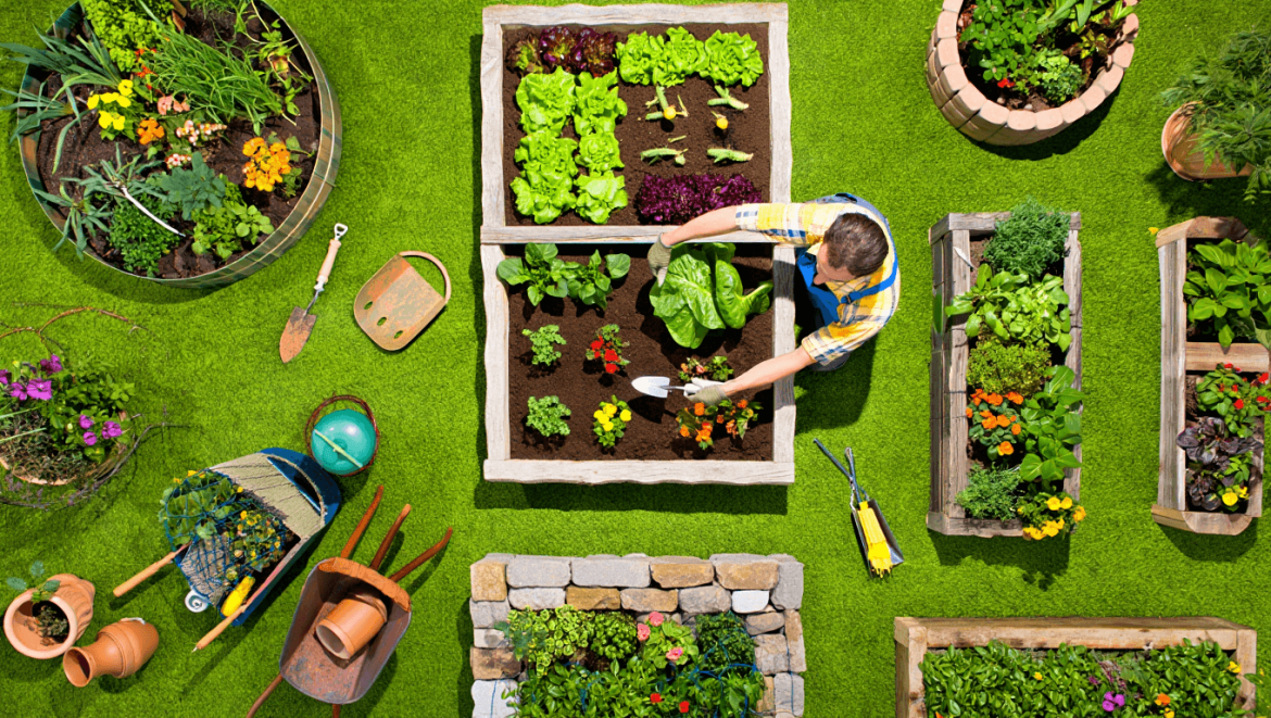 Garden Bed Shape: woman gardening in rectangular raised bed
