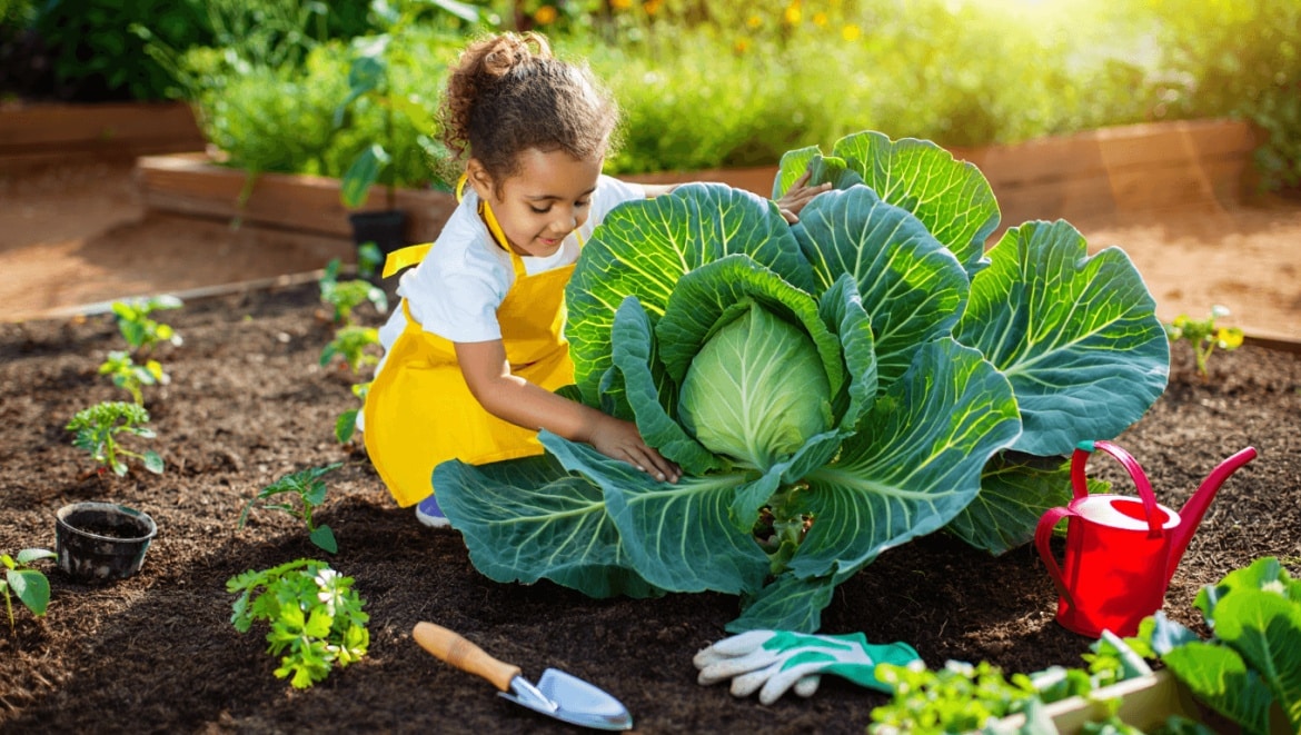 3rd Grade Cabbage Program: young girl in garden with huge cabbage