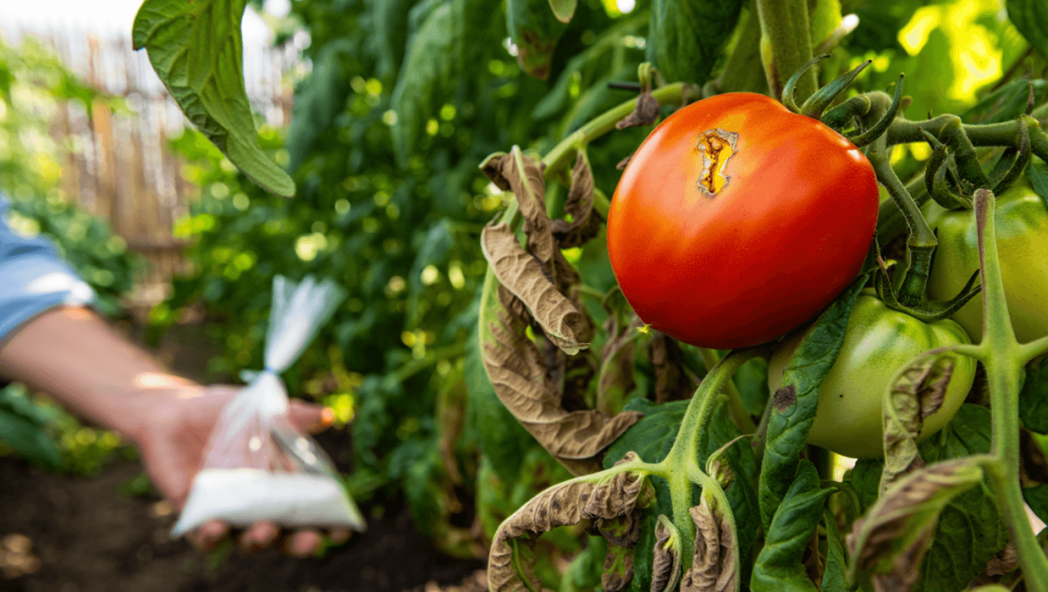 Tomatoes growing on a plant