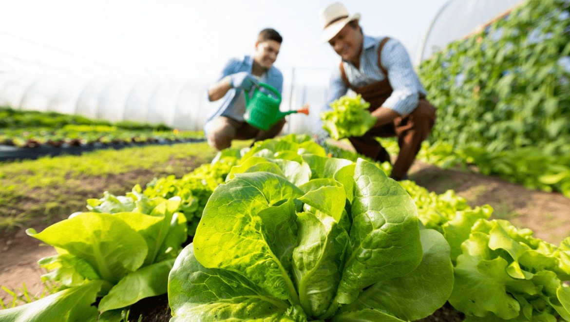 How to Grow Lettuce infographic