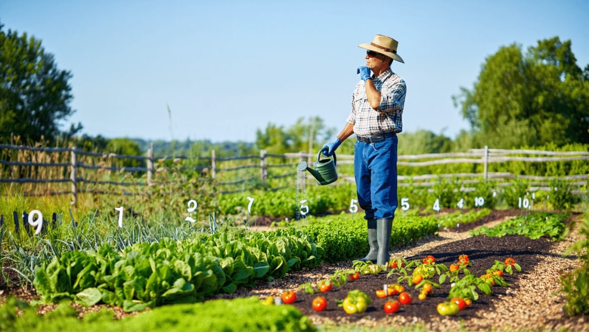 A thriving garden is full of mature edible plants.