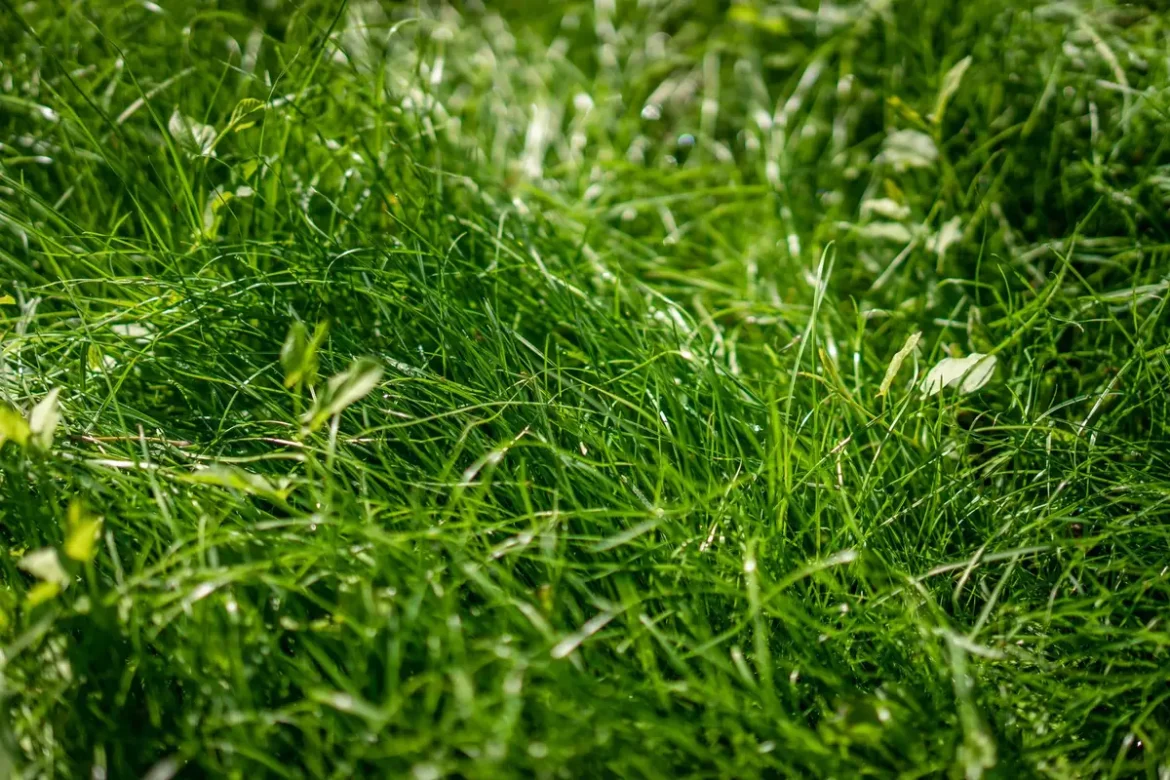 Enfants sautant sur un trampoline enterré intégré à la pelouse du jardin