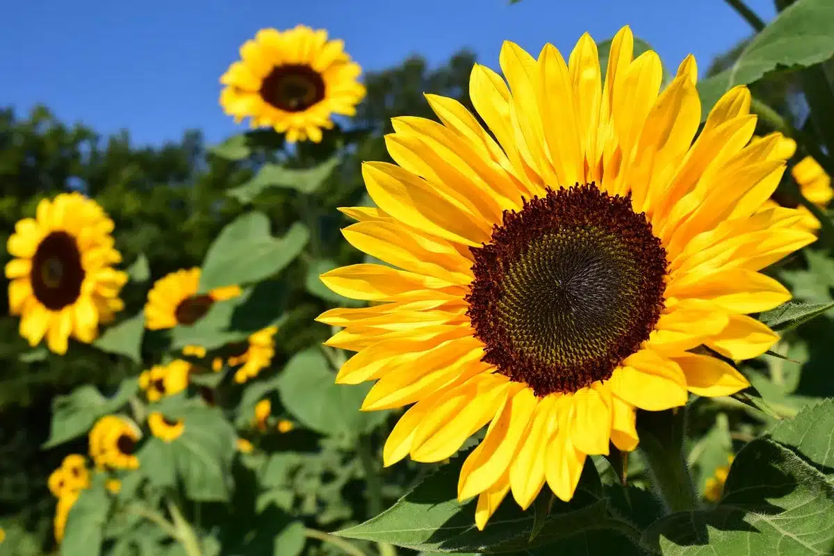 Mains retirant délicatement des pétales de tournesol au-dessus d'un vase