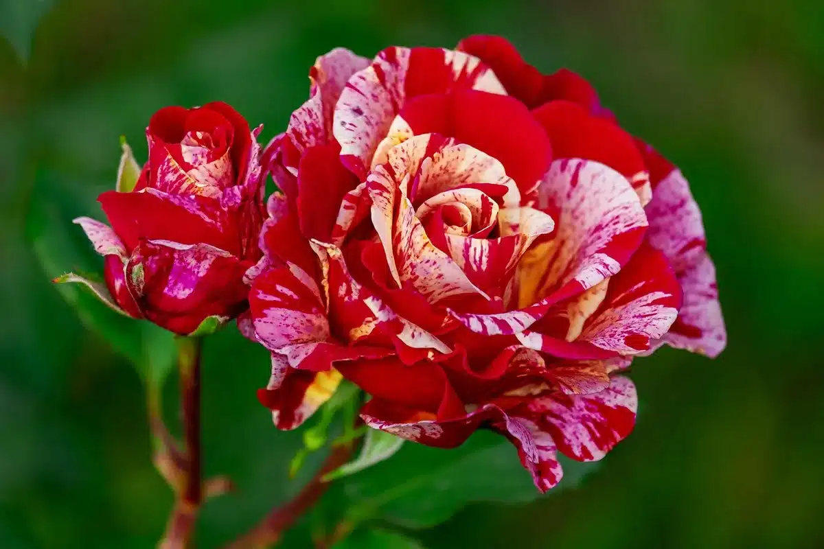 Disposition de tapis avec grande fleur, petite fleur et rayure pour jouer sur les échelles